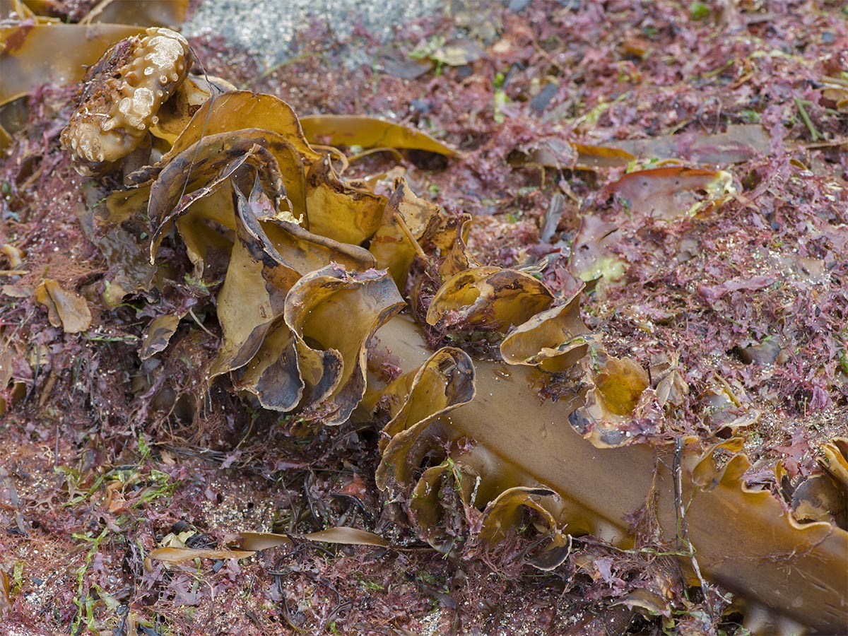 Saccorhiza polyschides